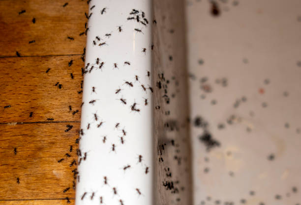 Best Emergency Pest Control  in Susan Moore, AL